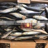 Wholesale Small Size Frozen Sardine/European Pilchard thumbnail-1
