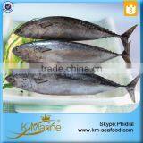 Export Best Price Whole Round Frozen Bonito Fish thumbnail-3
