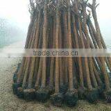 Bauhinia Blakeana Hong Kong Orchid Tree thumbnail-2