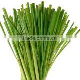 Cymbopogom Martini thumbnail-3