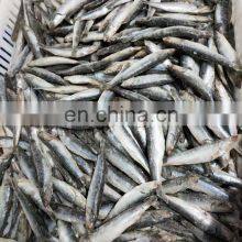 Good Quality IQF Sardine Fish Export for Fishing Bait thumbnail-4