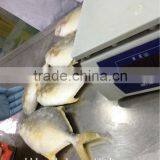 Pomfret 400-600g Golden Pompano