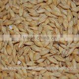 Best BARLEY From Direct UKRAINE PRODUCER thumbnail-4