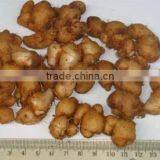 Lesser Galanga/ Kaempferia Galanga/ Sand Ginger thumbnail-2