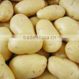 Fresh Big Potato thumbnail-2