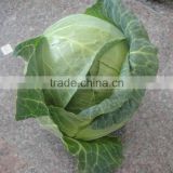 New crop flat cabbage/round cabbage for exporting