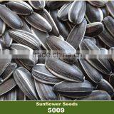 sunflower seeds 5009 for human consumption