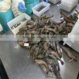 Frozen Mexican Shrimp thumbnail-1