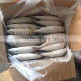 Frozen Pacific Mackerel thumbnail-5