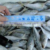 Frozen Fish Frozen Horse Mackerel 100--120 thumbnail-1