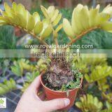 Zamia Furfuracea thumbnail-1