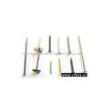 Common Nail thumbnail-1