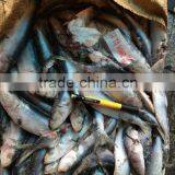 New Coming Frozen Sardine Fish for Feeding 8.5KG / CTN thumbnail-2