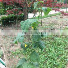 Vegetable Plastic Climbing Netting Vegetable Plants Support Net for Garden thumbnail-4