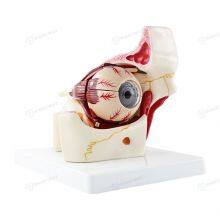 New Biology 3 Times Human Eye Enlargement Model Giant Anatomy Eyeball Orbital 10parts Anatomical for Science Teaching