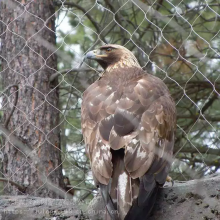 Lightweight Stainless Steel SUS304 316 316L Macaw Aviary Wire Netting Plain Weave Bird Aviary Mesh Panels for Zoo thumbnail-4