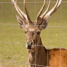 Heavy Duty Deer Enclosure Mesh Garden Fence Animal Barrier Field Wire Mesh Deer Netting thumbnail-1
