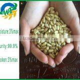 2015 Top Quality Pine Nut Kernels for Sales thumbnail-4