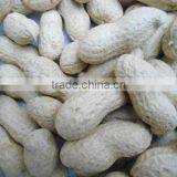 china bulk raw peanuts for sale