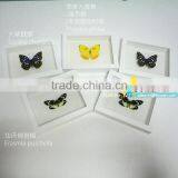 FOUSEN(034) Nature& Art Natural Species Glass Photo thumbnail-1