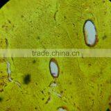 Microslide Hard Bone,Indonesia Prepared Slides