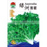 High Quality Sonchus Oleraceus Annual Sow Thistle Sonchus Pakchoi Seeds For Growing thumbnail-1