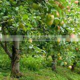 Trichoderma Harzianum thumbnail-1