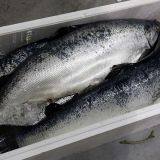 Atlantic Salmon Fish, Salmon Belly, Salmon Backbone, Salmon Head, Salmon HOG, Norwegian Salmon HG, Salmon Oil, Caviar thumbnail-5