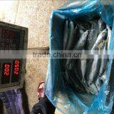 Different Models of Frozen Pacific Mackerel w r Customized thumbnail-2