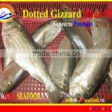 FROZEN DOTTED GIZZARD SHAD FISH W/R