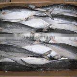 new catching wholesale frozen Japanese jack mackerel