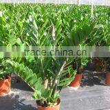 Zamioculcas Zamiifolia thumbnail-1