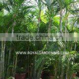 Areca Palm (Chrysalidocarpus Lutescens) Yellow Butterfly Palm thumbnail-1