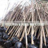 Magnolia Soulangeana Packing and Loading thumbnail-1