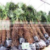 Trachycarpus Fortunei Packed thumbnail-1