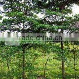 Terminalia Plants thumbnail-1