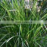 Vetiveria Zizanioides thumbnail-3