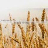 Psyllium Seed Husks thumbnail-4