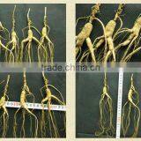 Wild Gensing, Changbai Mountain Wild Gensing