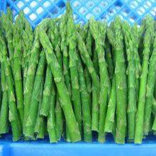 IQF Frozen Green Asparagus Whole thumbnail-1