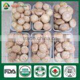 Shiitake Mushroom Kit,Mushrooms Growth,Shiitake Mushroom Spawn Bag thumbnail-6