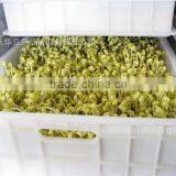 Bean Sprouts Machine