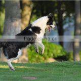 Fashional Custom Logo Frisbee for Dog Training Flying Disc