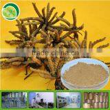 Cordyceps Extract powder 80% Cordycepin