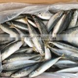new comeing 90-100pcs/ctn horse mackerel