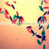 Indonesia Lab Microscope Glass Slide