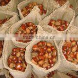 2015 New Raw Fresh Chestnuts thumbnail-2