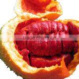 Yobe Pure Gac - the Best Quality Gac Oil for Health & Beauty thumbnail-4