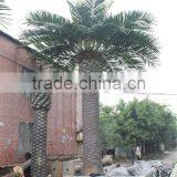 CHY020931 Indoor&outdoor Decororation Tree/date Palmt Tree Sale thumbnail-1