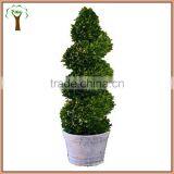 Boxwood Spiral Boxwood Sphere Preserved Topiary thumbnail-3